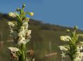 Compact Habenaria